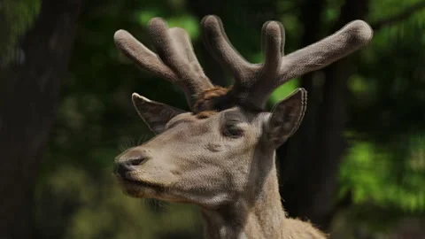 Caucasian red deer stag close up portrait moving head HD Rec709 Stock Footage 341599043