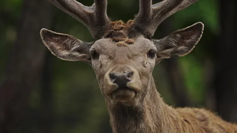 Caucasian red deer stag close up portrait sniffing the air HD Rec709 Stock Footage 341599442