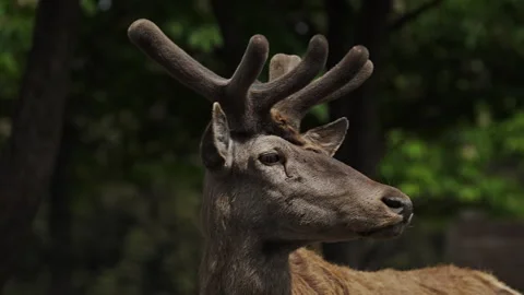 Caucasian red deer stag close up portrait with slow zoom in HD Rec709 Stock Footage 341599497