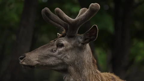 Caucasian red deer stag profile turning head right to left HD Rec709 Stock Footage 341599760