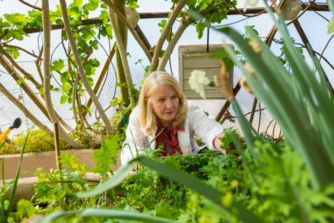 Caucasian scientist using digital tablet in greenhouse Stock Photos