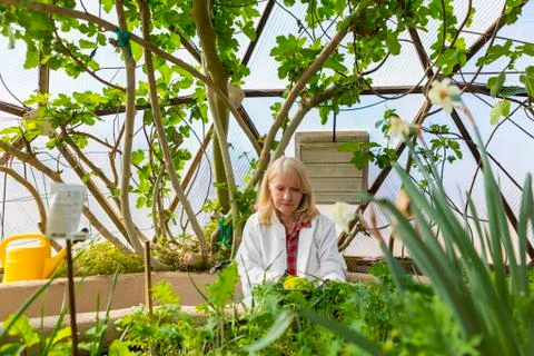 Caucasian scientist using digital tablet in greenhouse Foto stock