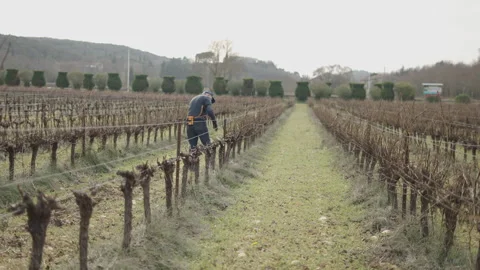 Caucasian senior farmer standing pruning the vines of a large vineyard with Stock Footage 276755960