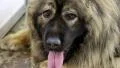 Caucasian shepherd dog with red tongue HD Footage