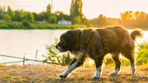 Caucasian shepherd dog while walking on a walk in cabbage grass at sunset Stock Photos