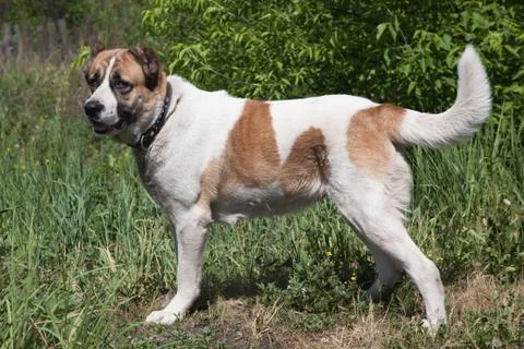 Caucasian shepherd Stock-Fotos