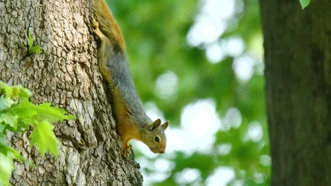 Caucasian Squirrel Vídeo Stock 333097300