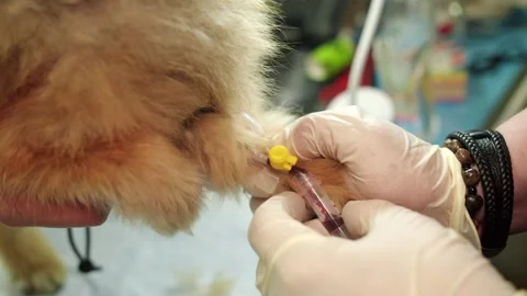 Caucasian veterinary nurse inserting IV catheter in small dog Stock Footage 333989226