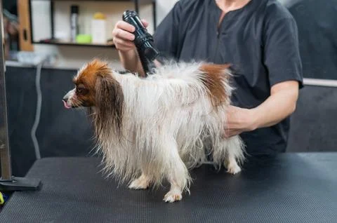 Caucasian woman dries the dog. Papillon Continental Spaniel in the grooming Stock Photos