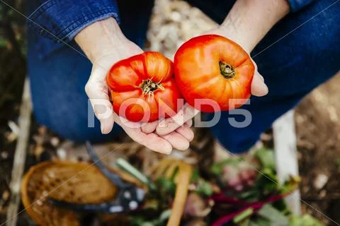 Caucasian woman holding tomatoes in garden Stock-Fotos