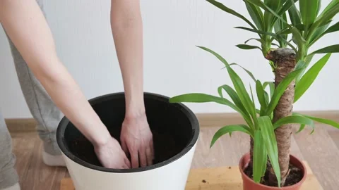 Caucasian woman transplants a young green palm tree into flower pot with soil. Stock Footage