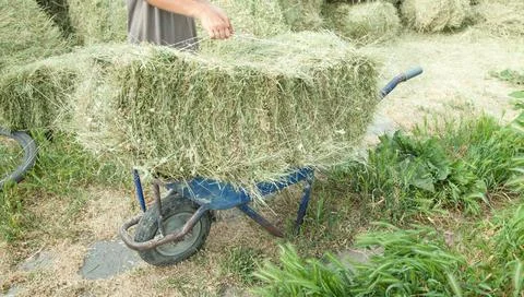 Caucasian worker. Stack of hay. Dry grass Stock Photos