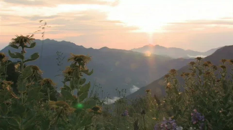 Caucasus, flowers Stock-Footage 572698