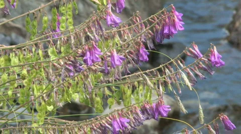 Caucasus Video stock 574804