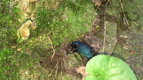 Caucasus ground beetle Stock Footage 78002096