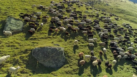 Caucasus large flock herd of sheep grazing rams high in mountains Aerial pasture Stock Footage 153528881