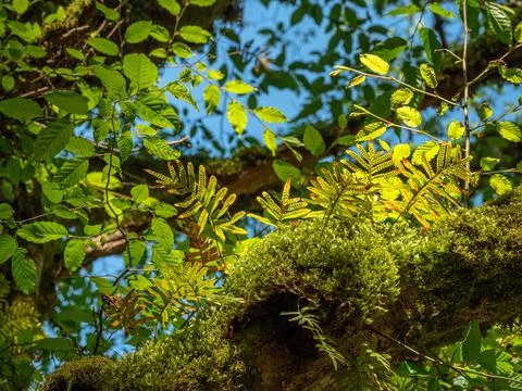 Caucasus Mountains. Kudepsta River Canyon. Fern and moss on the trunk of a tree. Stock Photos
