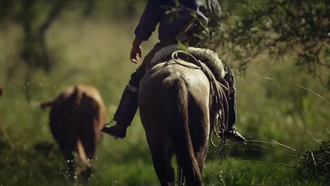 Caucho closeup, herding cows in Argentina/Corrientes Stock Footage 72242812