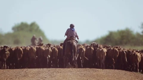 Caucho herding cows 動画素材 72163816