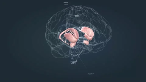 The caudate nucleus is considered part of the basal ganglia. Stock Footage 229310426
