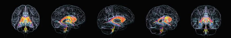 Caudate nucleus in the human brain, 3D illustration Stock Illustration