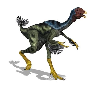 Caudipteryx Dinosaur Stock Illustration