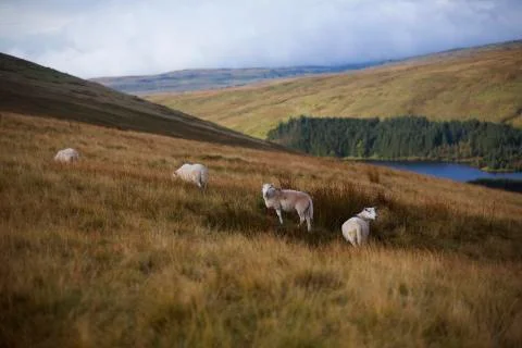 Caught attention sheep  Stock Photos