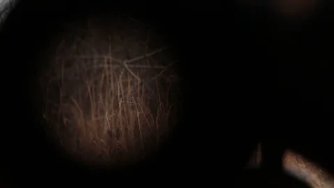 Caught a bird Video stock 104975597