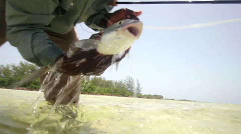 A caught bonefish in the bahamas Video stock 40649732
