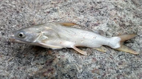 Caught on bottom bait gaff-topsail catfish  Stock Footage 68552195