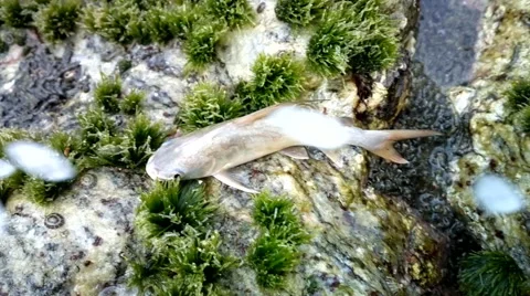 Caught on bottom bait gaff-topsail catfish 3. Stock Footage 68552236