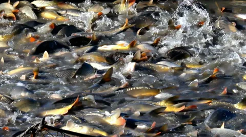 Caught Carp fish Vidéo 32709836