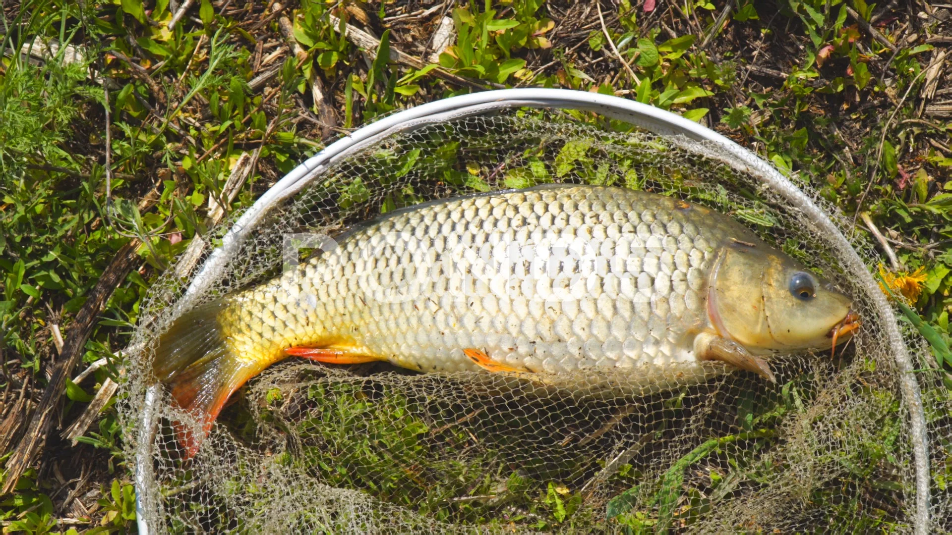 Caught carp in a fishing landing net lie, Stock Video