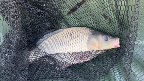 The caught carp lies on the mat Stock Footage 248413719
