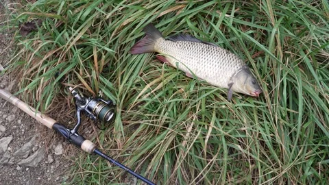 A caught carp lying on the grass next to a fishing rod Stock Footage 346332247