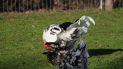 Caught copulating Vídeo Stock 168377081