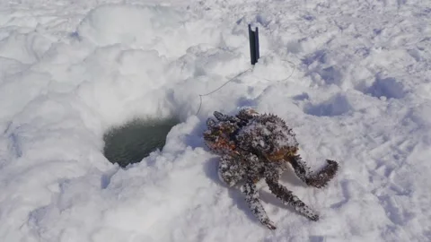 Caught crab crawling on ice Stock Footage 149381755