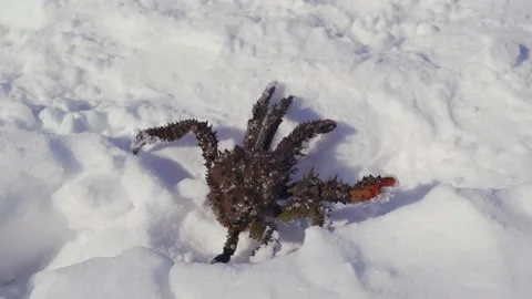 Caught crab crawling on ice Stock Footage 149381780