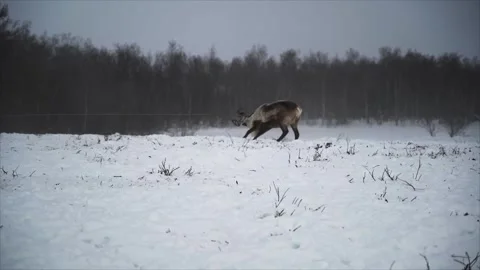 Caught deer with lasso winter Stock Footage 273705091