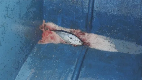 Caught Dogtooth Tuna Dying Stock Footage 89943575