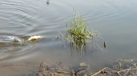 Caught fish brought to shore Stock Footage 48776739