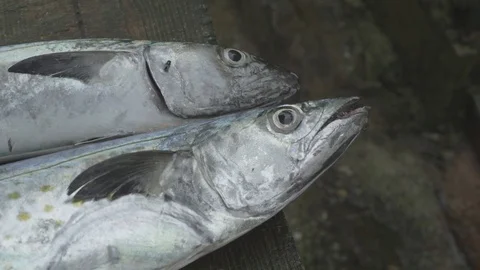 Caught Fish Close Up 스톡 동영상 81837722