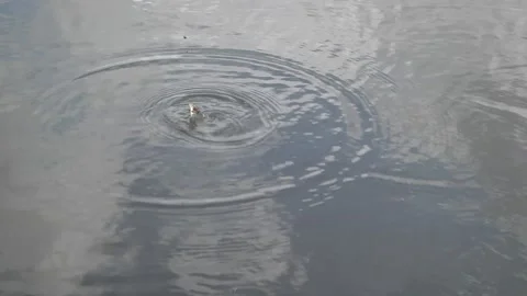 Caught fish. A common rudd on the background of a river. Stock-Footage 120938883