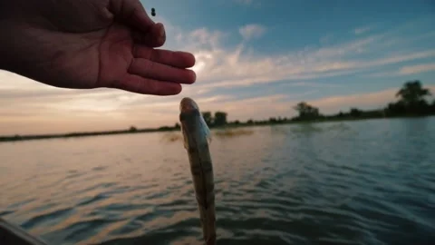 Caught fish dangles on a hook suspended on a fishing line Stock Footage 166203945