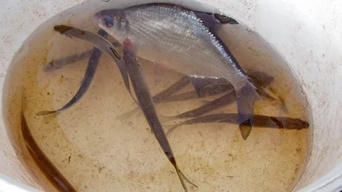 The caught fish floats in the bucket. Stock Footage 194914246