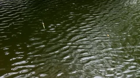 Caught a fish Vídeo Stock 12439933