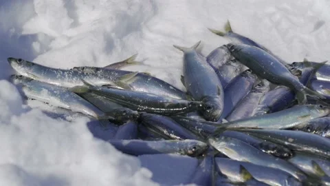 Caught fish lies on ice Stock Footage 149381793