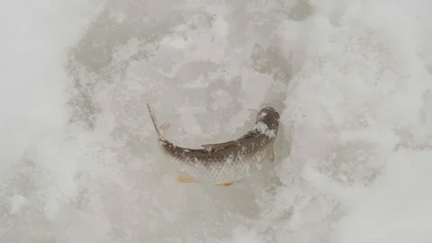 Caught fish lying in the snow Stock Footage 124045687