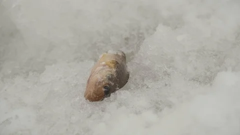 Caught fish lying in the snow Stock Footage 124046673