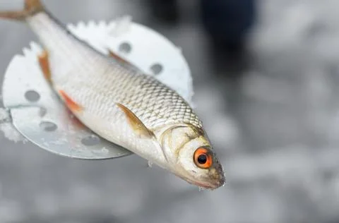 Caught fish lying on a snowmobile for winter fishing. Stock Photos